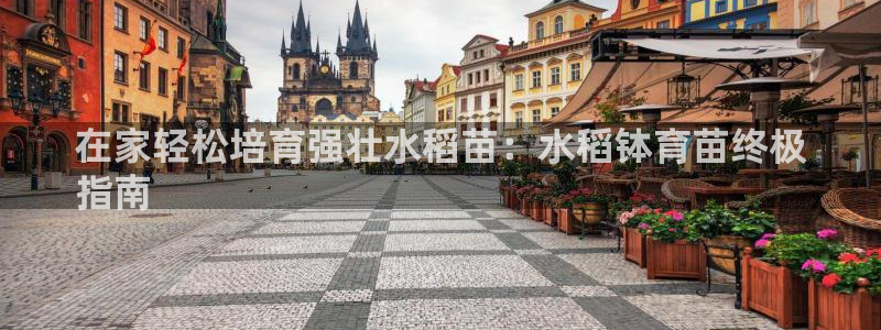 焦点娱乐官方网站下载手机版苹果：在家轻松培育强壮水稻