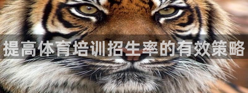 焦点娱乐官方网站下载手机版苹果：提高体育培训招生率的
