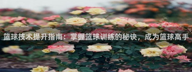 焦点娱乐负责人：篮球技术提升指南：掌握篮球训练的秘诀