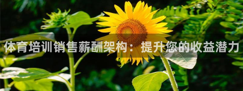 焦点娱乐什么意思：体育培训销售薪酬架构：提升您的收益潜力