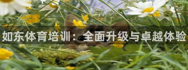 焦点娱乐平台是正规的吗安全吗可靠吗：如东体育培训：全面升级与