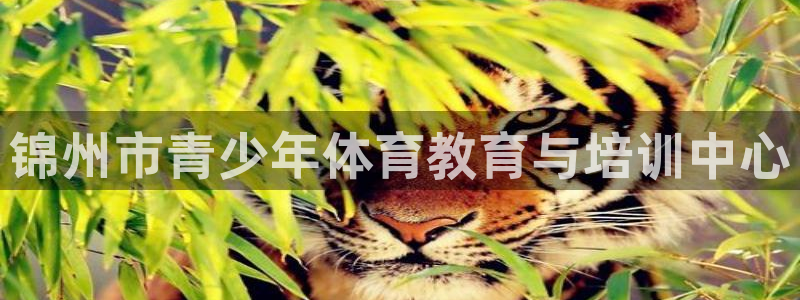 焦点娱乐网站下载地址是多少：锦州市青少年体育教育与培